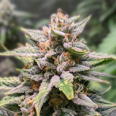 Cannabis Seeds Washington A Comprehensive Guide for Growers