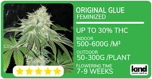 Cannabis Seeds Washington A Comprehensive Guide for Growers